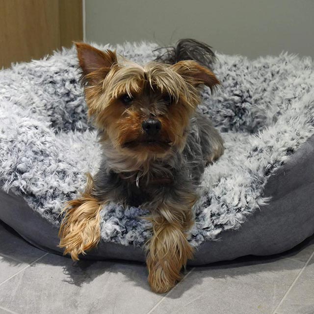 Rosewood Grey Lion Faux Suede Bed - Image 3
